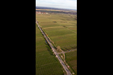 Mandelmeile und Weinlehrpfad an der Villastr in Edenkoben im Bundesland Rheinland-Pfalz, Deutschland