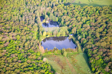 Wier im Wald in Vibersviller im Bundesland Moselle, Frankreich