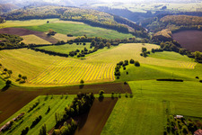 Frisch gemähte Wiesen mit Heureihen in Petit-Réderching im Bundesland Moselle, Frankreich