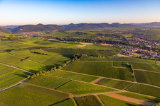 Weinberge überall im Klingbachtal zwischen Klingenmünster und Klingen in Heuchelheim-Klingen im Bundesland Rheinland-Pfalz, Deutschland