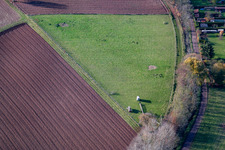 Luftaufnahme von Weide in Rohrbach im Bundesland Rheinland-Pfalz, Deutschland