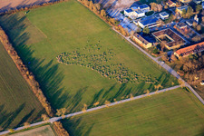 Schafhere am Schloss Stutensee im Ortsteil Friedrichstal im Bundesland Baden-Württemberg, Deutschland