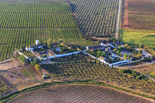 Hacienda de Clarevot zwischen Olivenbaumplantagen in Alcalá de Guadaíra im Bundesland Sevilla, Spanien