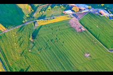 Rinderherde auf grüner Weide am Abend in Bissert im Bundesland Bas-Rhin, Frankreich
