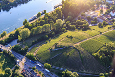 Weinberg in der Stadt am Eckartsberg in Breisach am Rhein im Bundesland Baden-Württemberg, Deutschland