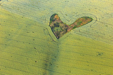 Herzförmiges Biotop in Weizenfeld im Ortsteil Willerode in Arnstein im Bundesland Sachsen-Anhalt, Deutschland