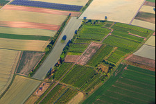 Wingertsheisel in einem kleinen Weinberg in Ottersheim bei Landau im Bundesland Rheinland-Pfalz, Deutschland