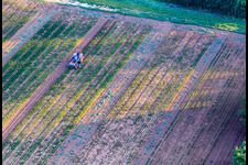 Ältester Trecker von Bauers Garten in Freckenfeld im Bundesland Rheinland-Pfalz, Deutschland