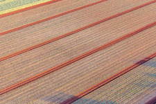 Luftaufnahme von Felder mit Salatsetzlingen in Minfeld im Bundesland Rheinland-Pfalz, Deutschland