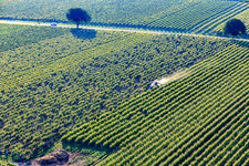 Sprühnebel von Pflanzenschutzmittel im Weinberg im Ortsteil Ingenheim in Billigheim-Ingenheim im Bundesland Rheinland-Pfalz, Deutschland