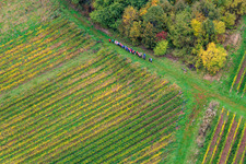 Wandergruppe zwichen Wald und Wein in Dörrenbach im Bundesland Rheinland-Pfalz, Deutschland