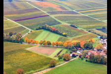 Herbstlich verfärbte Allee an der K24 in Dierbach im Bundesland Rheinland-Pfalz, Deutschland