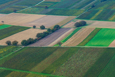 Weinberge im Tiefen Tal im Ortsteil Mühlhofen in Billigheim-Ingenheim im Bundesland Rheinland-Pfalz, Deutschland