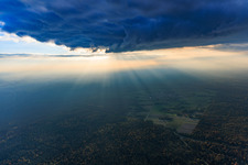 Bienwald im Gegenlicht im Ortsteil Büchelberg in Wörth am Rhein im Bundesland Rheinland-Pfalz, Deutschland