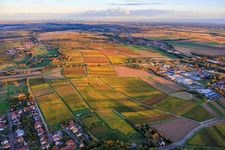 Luftbild von Herbstlich gerfärbte Weinberge zwischen Niederhorbach und Kappellen-Drusweiler im Bundesland Rheinland-Pfalz, Deutschland