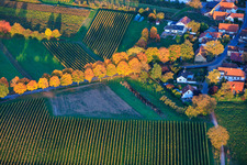 Luftbild von Allee im Herbstlaub in Dierbach im Bundesland Rheinland-Pfalz, Deutschland
