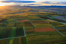 Herbstlich gerfärbte Weinberge am Abend zwischen Oberhausen und Deutschhof in Dierbach im Bundesland Rheinland-Pfalz, Deutschland