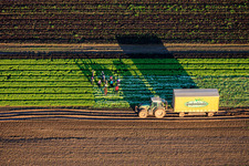 Erntehelfer und Traktor bei der Salaternte auf einem Gemüsefeld von Grafenländer Gemüse in Schwegenheim im Bundesland Rheinland-Pfalz, Deutschland