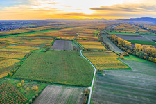 Weinanbauflächen im bunten Herbstlaub im Abendlicht zwischen Lingenfelder Graben und Hainbach im Ortsteil Niederhochstadt in Hochstadt im Bundesland Rheinland-Pfalz, Deutschland