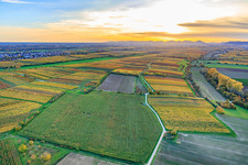 Luftbild von Weinanbauflächen im bunten Herbstlaub im Abendlicht zwischen Lingenfelder Graben und Hainbach im Ortsteil Niederhochstadt in Hochstadt im Bundesland Rheinland-Pfalz, Deutschland