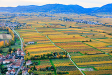 Weinanbauflächen im bunten Herbstlaub im Abendlicht zwischen Kaltenbach und Hainbach in Walsheim im Bundesland Rheinland-Pfalz, Deutschland