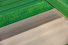 Die einsame Salatsetzlingpflanzerin in Rheinzabern im Bundesland Rheinland-Pfalz, Deutschland