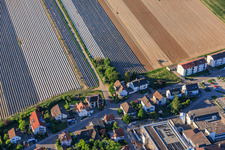 Spargeläcker jenseits der Zeppelinstr in Kandel im Bundesland Rheinland-Pfalz, Deutschland