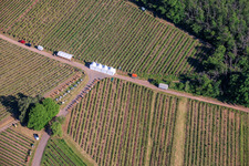 Weinfrühling Pfingsten im Weinberg. Große Weinpräsentation inmitten der Weinlage „Kastanienbusch“ (Schönstes Weinfest der Pfalz 2012) in Birkweiler im Bundesland Rheinland-Pfalz, Deutschland