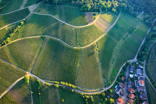 Weinlage Mandelhein und Kastanienbusch in Birkweiler im Bundesland Rheinland-Pfalz, Deutschland
