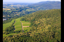 Blühende Esskastanien im Pflälzerwald in Wissembourg im Bundesland Bas-Rhin, Frankreich