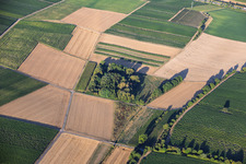 Eidechsenmauer an der Katzenmilch und Pfuhlwiesen am Riedgraben in Essingen im Bundesland Rheinland-Pfalz, Deutschland