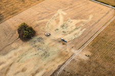 Schafherde der Ferme Rimmlinger weiden auf vollkommen vertrockeneten Wiesen in Achen im Bundesland Moselle, Frankreich