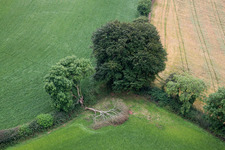 Vom Blitz gespaltener Baum an einem Feldrand in Compton in England in Paignton, Vereinigtes Königreich