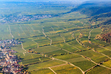 Weinlage Forster Ungeheuer in Forst an der Weinstraße im Bundesland Rheinland-Pfalz, Deutschland
