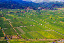 Weinlage Am Schloßberg in Ruppertsberg im Bundesland Rheinland-Pfalz, Deutschland