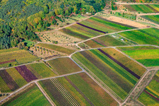 Wingert unter der Kropsburg im Ortsteil SaintMartin in Sankt Martin im Bundesland Rheinland-Pfalz, Deutschland