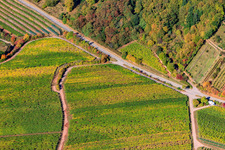 Weinberge am Haardtrand Modenbachtalstr in Burrweiler im Bundesland Rheinland-Pfalz, Deutschland