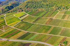 Weinlage Haardtrand-Käfernberg in Albersweiler im Bundesland Rheinland-Pfalz, Deutschland