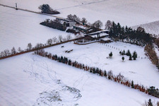 Luftbild von Pferdeweide von Trakehner-Friedrich Im Winter bei Schnee in Minfeld im Bundesland Rheinland-Pfalz, Deutschland