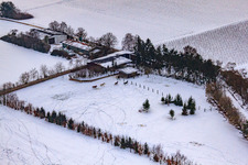 Pferdeweide von Trakehner-Friedrich Im Winter bei Schnee in Minfeld im Bundesland Rheinland-Pfalz, Deutschland von oben