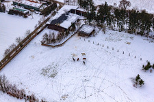 Pferdeweide von Trakehner-Friedrich Im Winter bei Schnee in Minfeld im Bundesland Rheinland-Pfalz, Deutschland aus der Luft