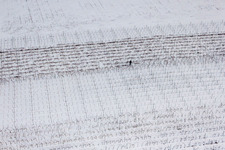 Winzer beim Rebenschnitt in Winterlich schneebedeckter Weinbergs- Landschaft der Winzer- Gebiete in Niederotterbach im Ortsteil Kleinsteinfeld im Bundesland Rheinland-Pfalz, Deutschland