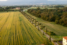 Zypressenallee, Baumreihe an einer Landstraße an einem Feldrand in Castroncello in Castiglion Fiorentino im Bundesland Arezzo, Italien