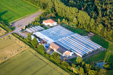 Kakteenland in Steinfeld im Bundesland Rheinland-Pfalz, Deutschland aus der Luft