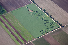 Irrgarten - Labyrinth auf einem Feld in Gönnheim im Bundesland Rheinland-Pfalz, Deutschland