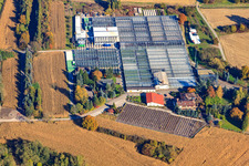 Geranien Endisch GmbH in Hagenbach im Bundesland Rheinland-Pfalz, Deutschland aus der Drohnenperspektive