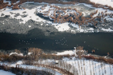 Vögel auf dem Eis der gefrorenen Wasseroberfläche des Altrheins mit verschneiten Ufern im Ortsteil Wörth-Oberwald in Wörth am Rhein im Bundesland Rheinland-Pfalz, Deutschland