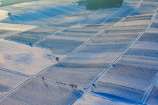 Weinreben zwischen Rosengarten und Kastanienbusch Kapellen im Winter bei Schnee im Ortsteil Deutschhof in Kapellen-Drusweiler im Bundesland Rheinland-Pfalz, Deutschland