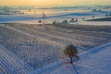 Weinreben im Winter bei Schnee in Dierbach im Bundesland Rheinland-Pfalz, Deutschland
