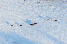 Winterlich schneebedeckte Strukturen einer Koppel mit Pferden in Neewiller-près-Lauterbourg im Bundesland Bas-Rhin, Frankreich